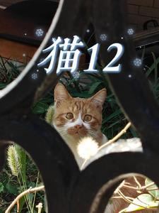 猫12个小时不吃会不会有事